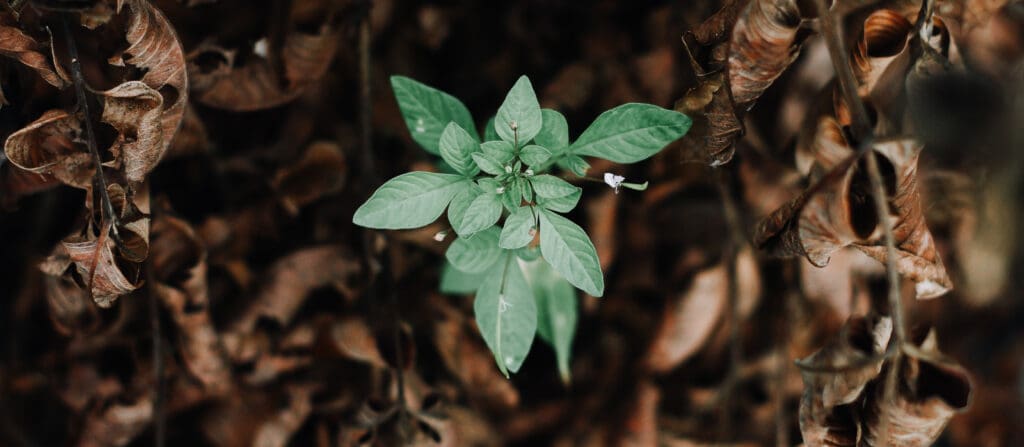 Grow your business organically with Adkings Agency SEO Services